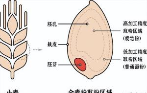 全麦面包含量多少才是真正全麦