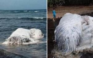 南非海怪长毛鱼是什么样子