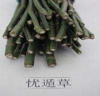 忧遁草茶的功效与作用