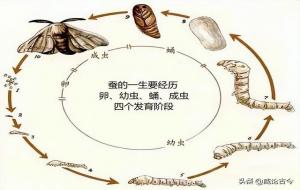 蚕的8个成长过程