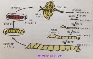 蚕的生命周期有多少天