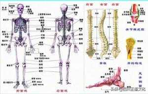 人的骨头一共多少块