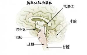 松果体的作用与功能