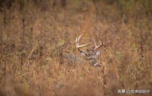 欧洲的民间故事：装死偷食